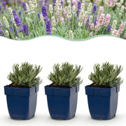Lavandula Tricolour - Lavendel - Geurend - Blauw - Roze - Wit - 6 Planten