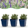 Lavandula Tricolour - Lavendel - Geurend - Blauw - Roze - Wit - 6 Planten