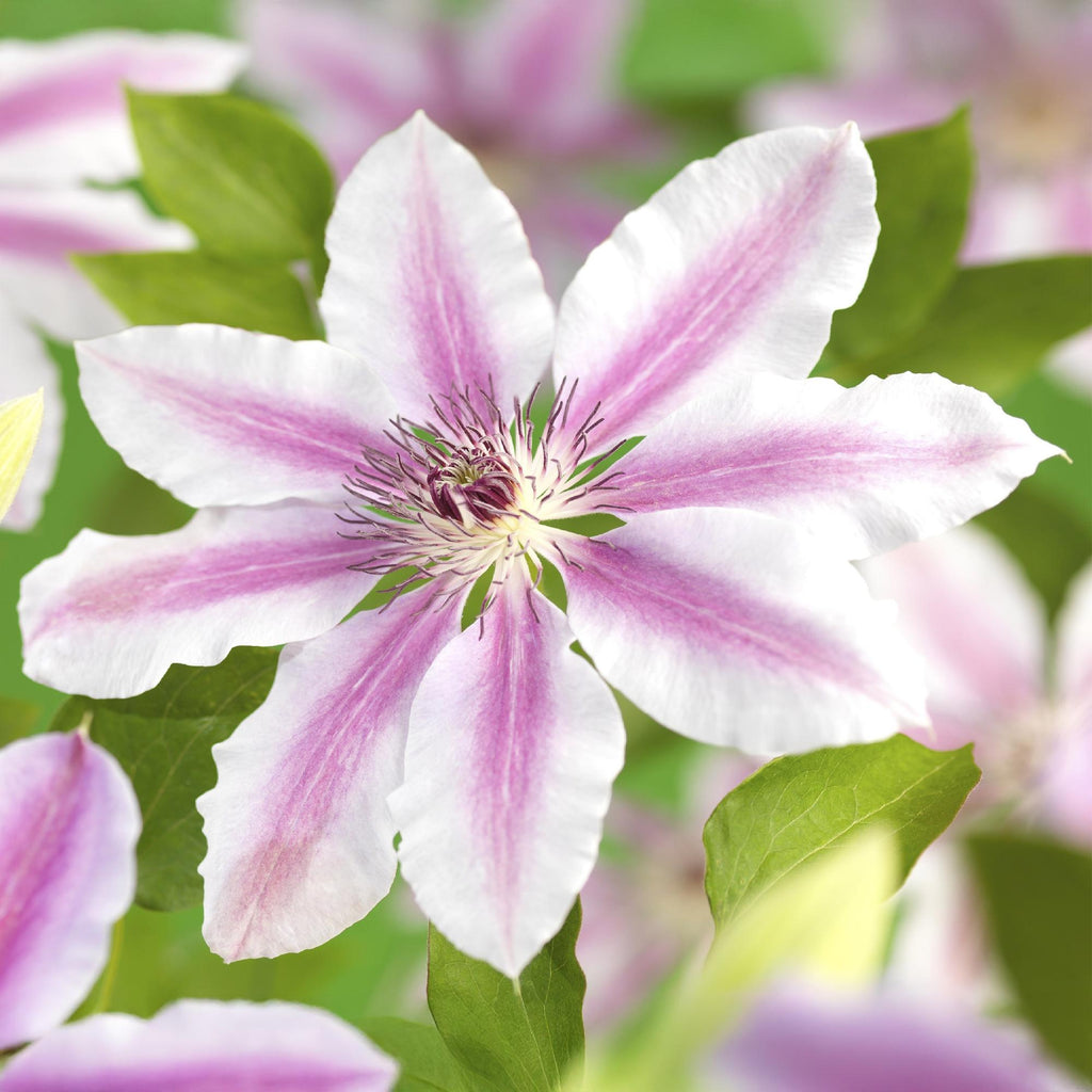 Productafbeelding van Pureplant