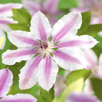Productafbeelding van Pureplant