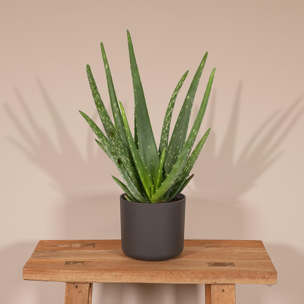 Aloe vera, groeiwijze van de plant