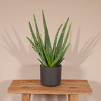 Aloe vera, groeiwijze van de plant