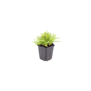 Dryopteris filix-mas