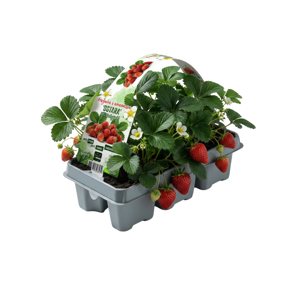 Aardbeien Fragaria, biologisch, compacte plant