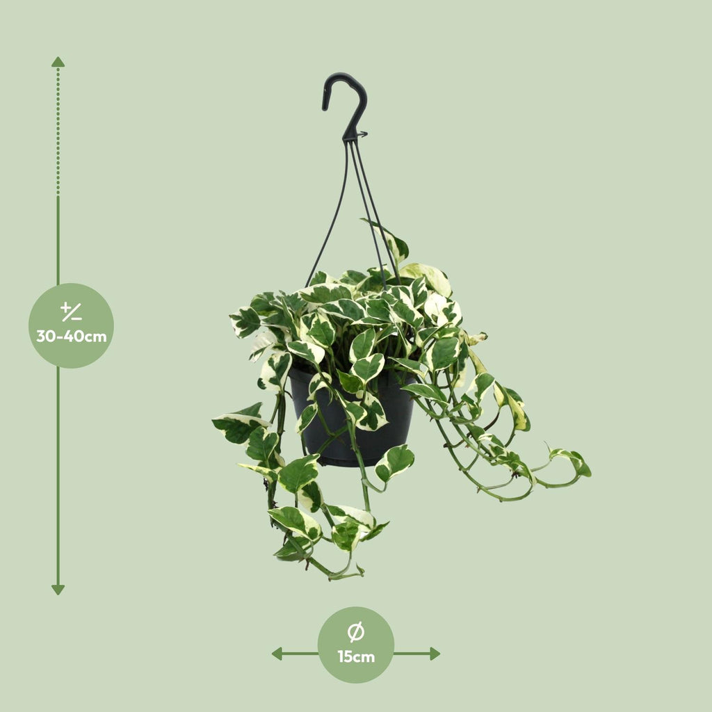 Detailfoto van Scindapsus (Epipremnum) N’Joy