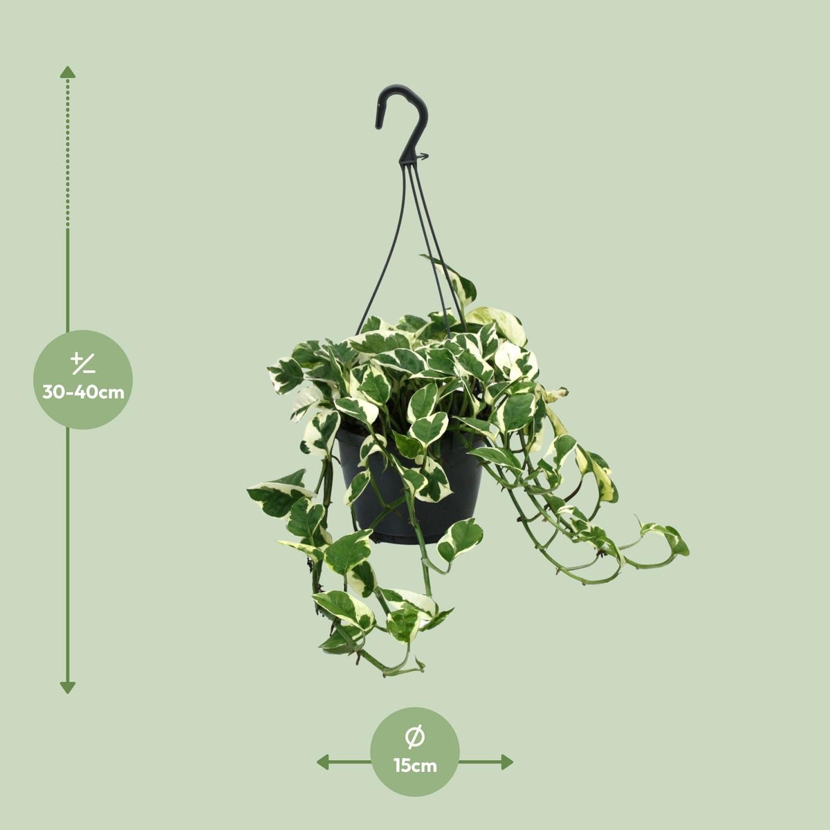 Detailfoto van Scindapsus (Epipremnum) N’Joy