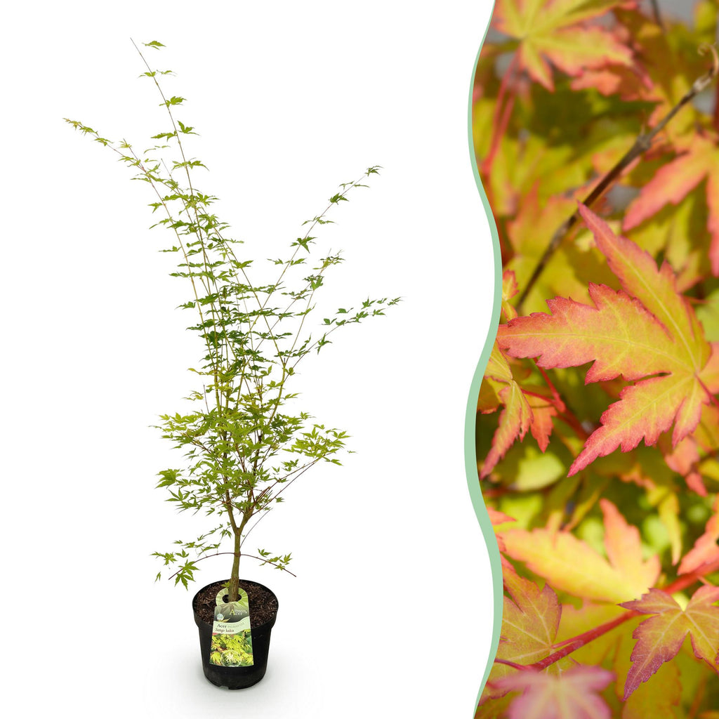 Acer palmatum Sangokaku, detail van het blad