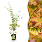 Acer palmatum Sangokaku, detail van het blad