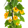 4x Thunbergia Alata Sunny Susy New Orange