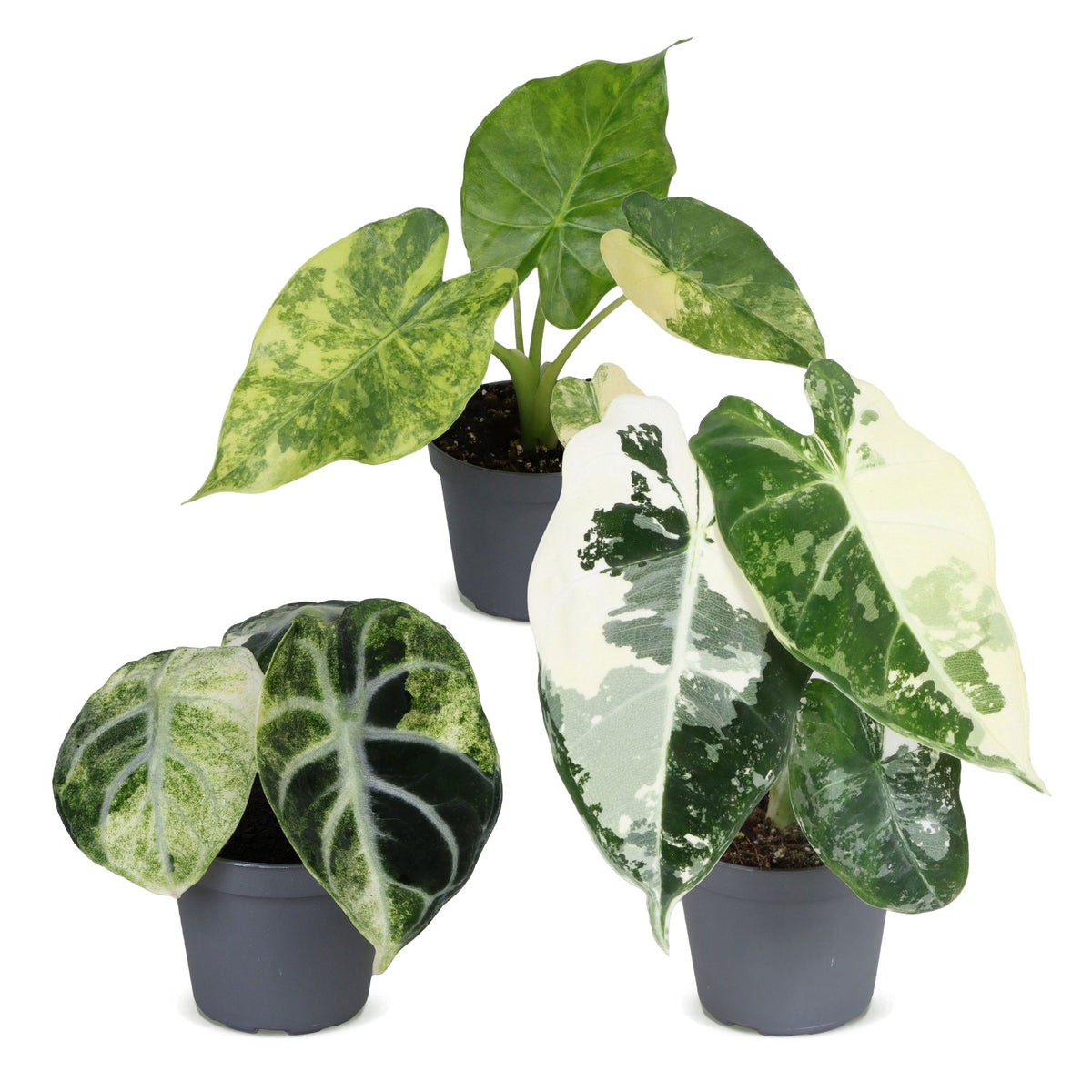 3x Baby Alocasia Tricolour Variegata - Groen - Zwart - Variegata - Tropisch - Ø6cm - ↕5-15cm, detail van het blad