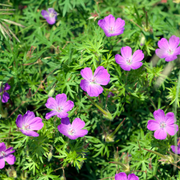 Geranium sanguineum