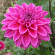 Dahlia mix Gerard&