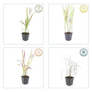 Imperata cylindrica &