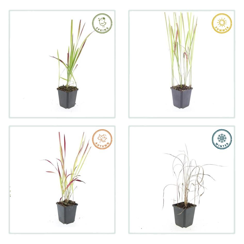 Imperata cylindrica 'Red Baron', kenmerkend blad