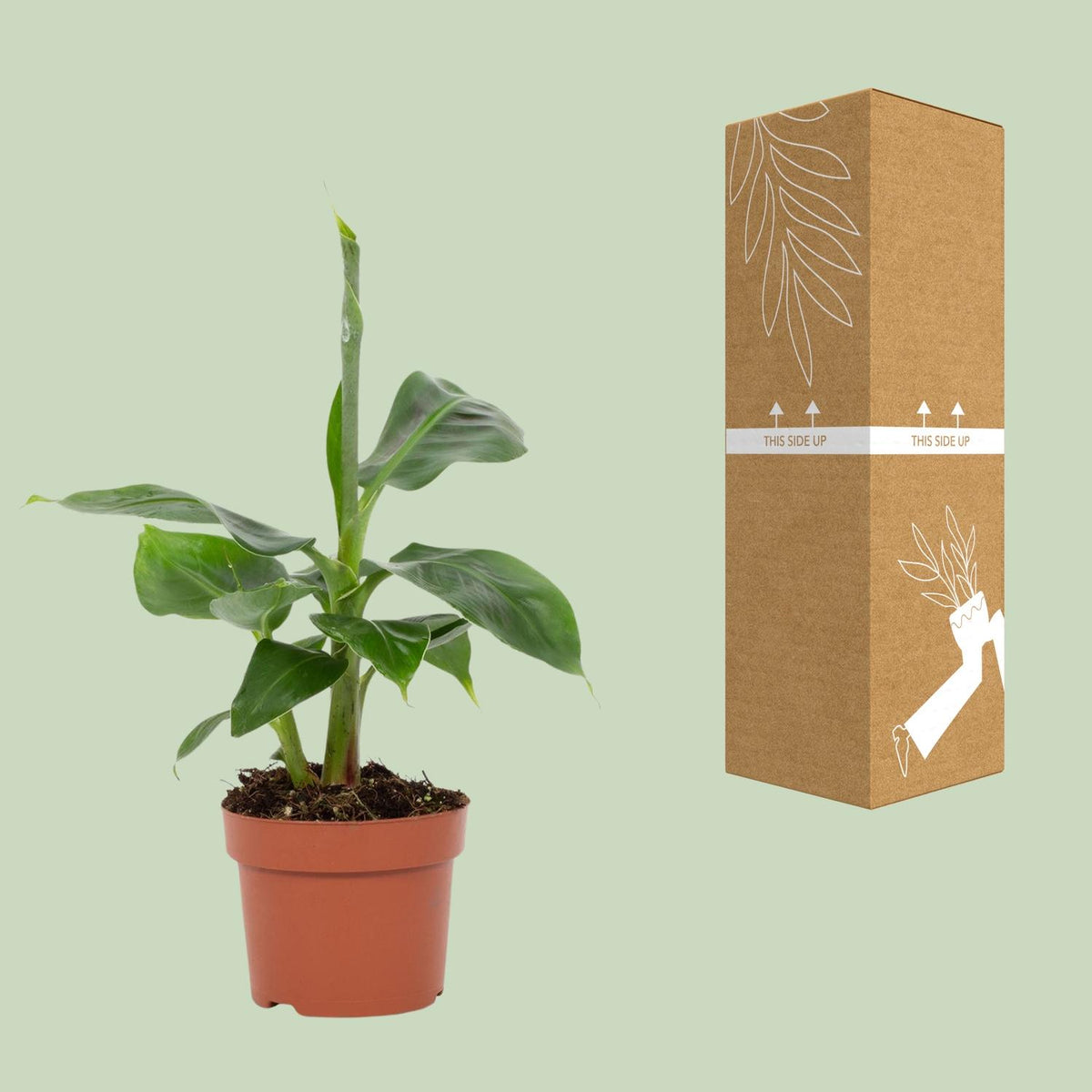 Detailfoto van Musa Tropicana