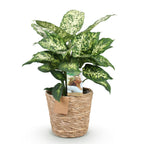 Diefenbachia Compacta met mand, plant in pot