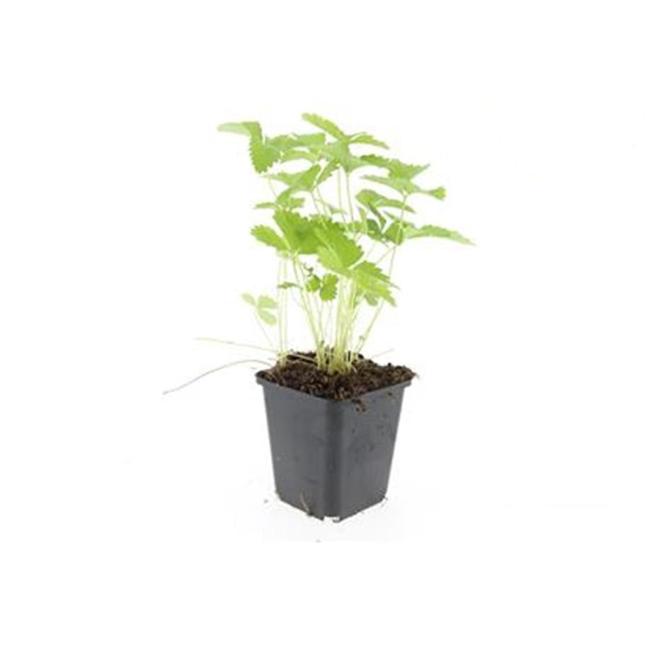 Fragaria vesca, groeiwijze van de plant