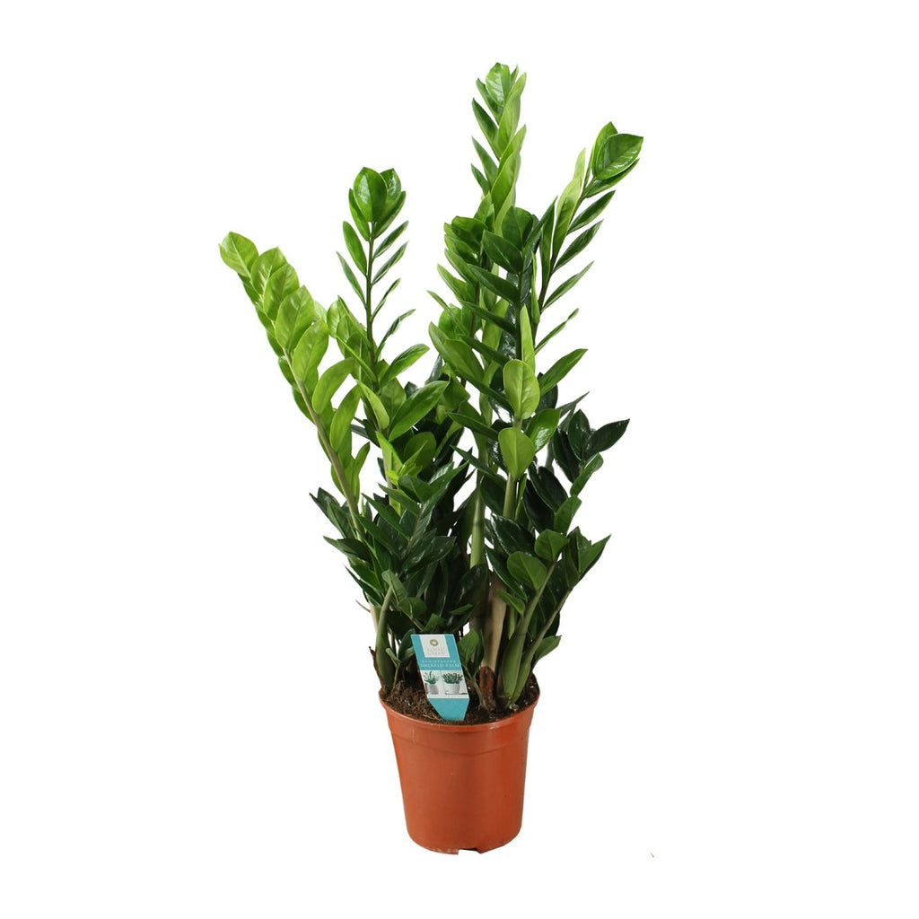 Zamioculcas, detail van het blad