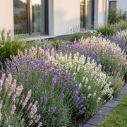 Lavandula Tricolour - Lavendel - Geurend - Blauw - Roze - Wit - 6 Planten