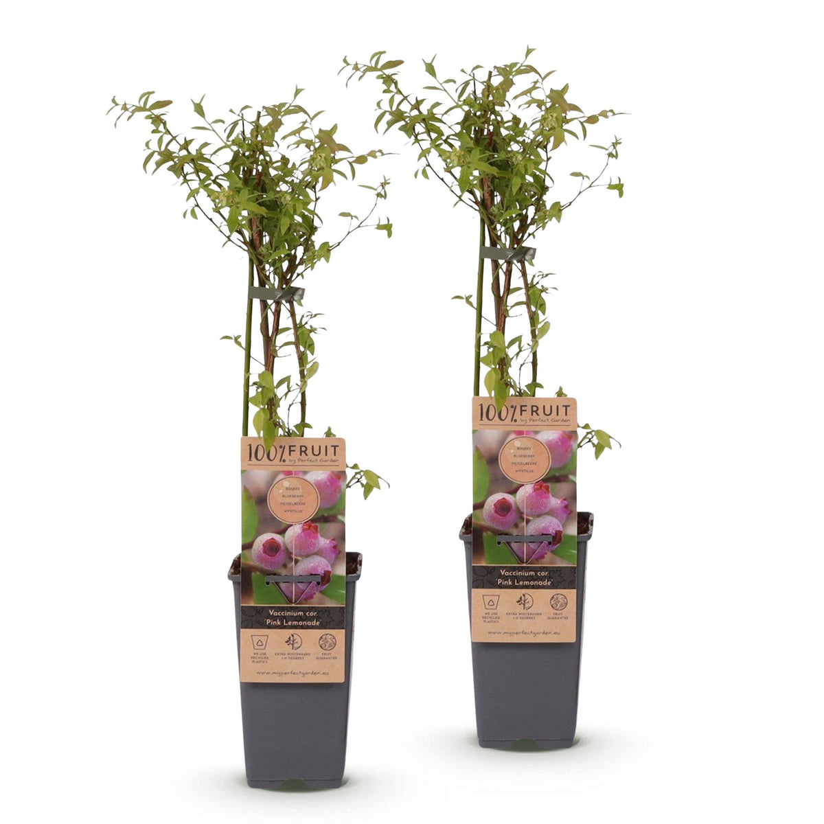 2x Bosbes Pink Lemonade, detail van het blad
