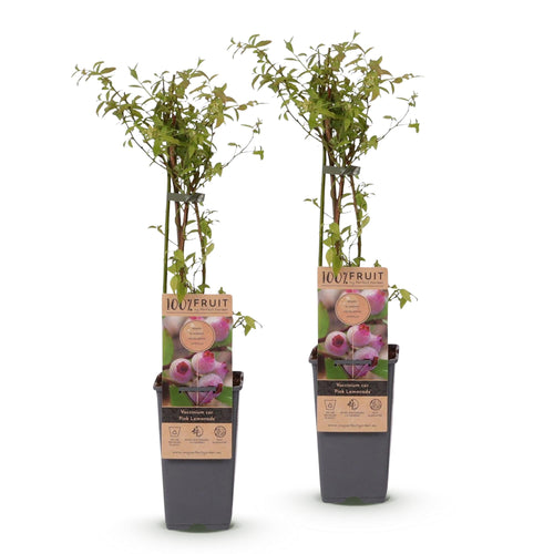 2x Bosbes Pink Lemonade, detail van het blad