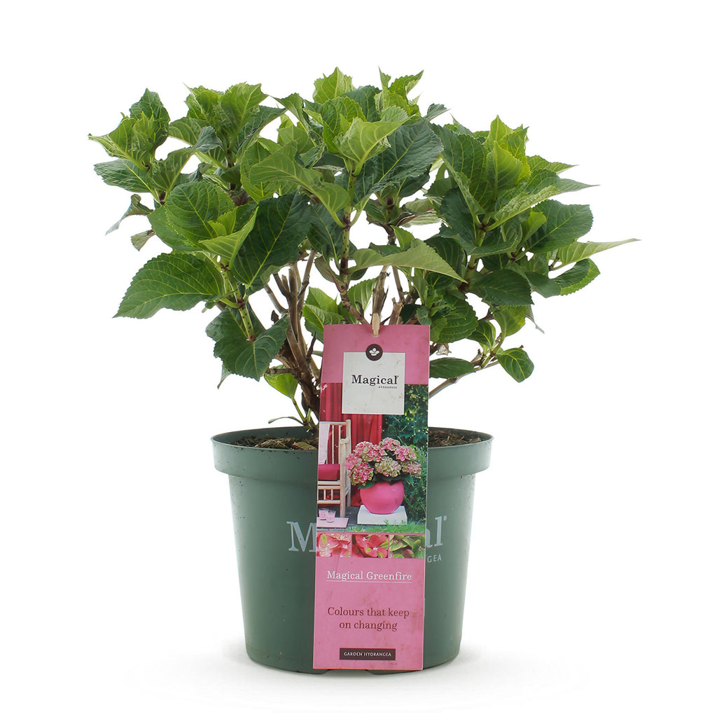 Hortensia Hydrangea Magical Green Fire, kenmerkend blad
