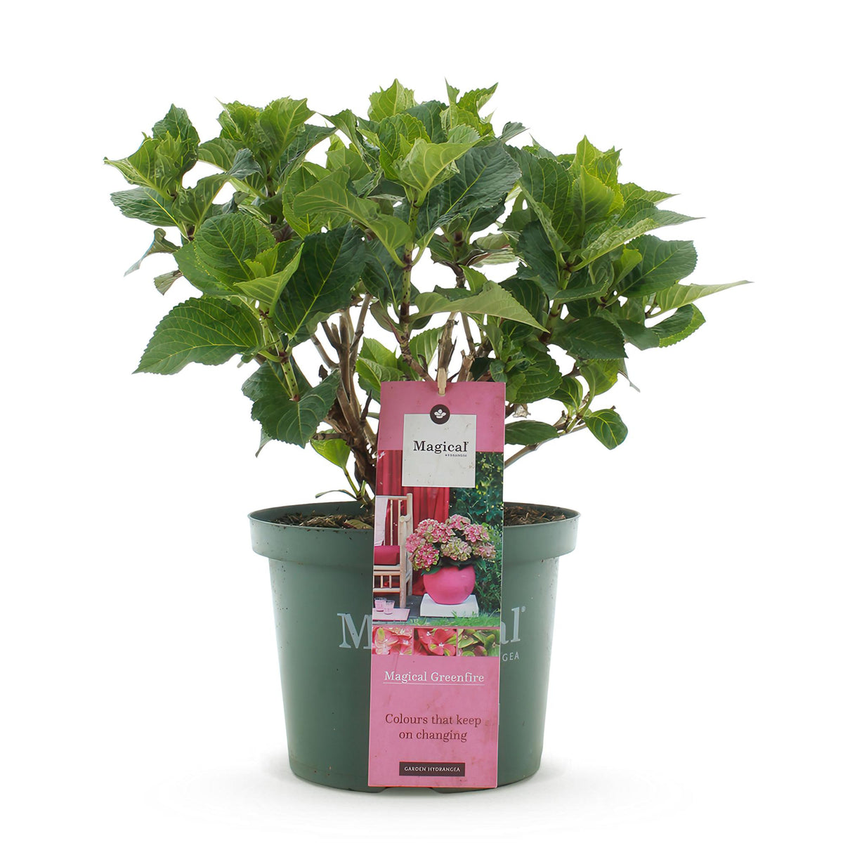 Hortensia Hydrangea Magical Green Fire, kenmerkend blad