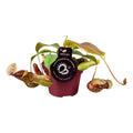 Productfoto van Nepenthes Gaya