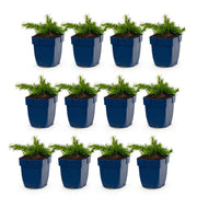 12x Vlambloem Maischnee