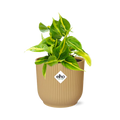 Productfoto van Philodendron Scandens ‘Brasil’ in ELHO Vibes Fold 14cm geel