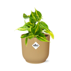 Productfoto van Philodendron Scandens ‘Brasil’ in ELHO Vibes Fold 14cm geel