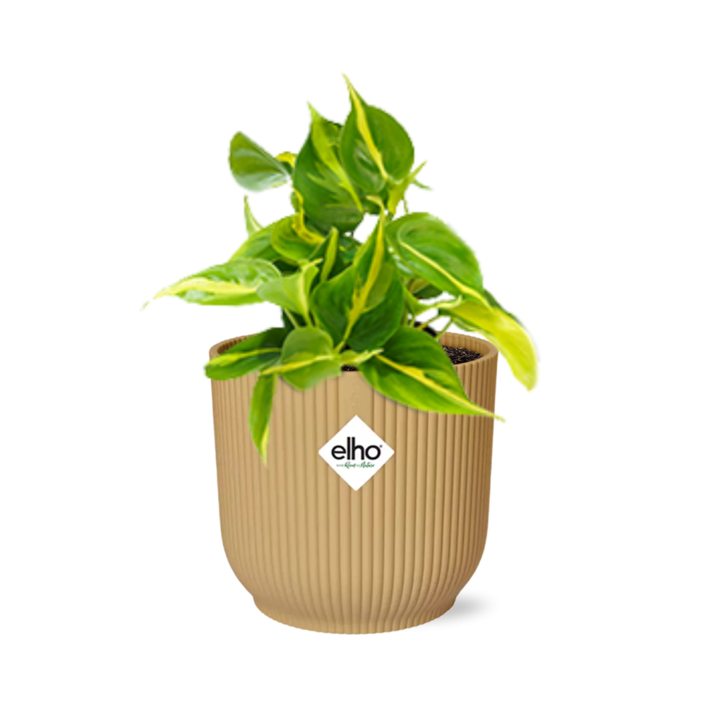 Productfoto van Philodendron Scandens ‘Brasil’ in ELHO Vibes Fold 14cm geel
