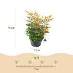 Nandina Gulfstream, groene bladeren
