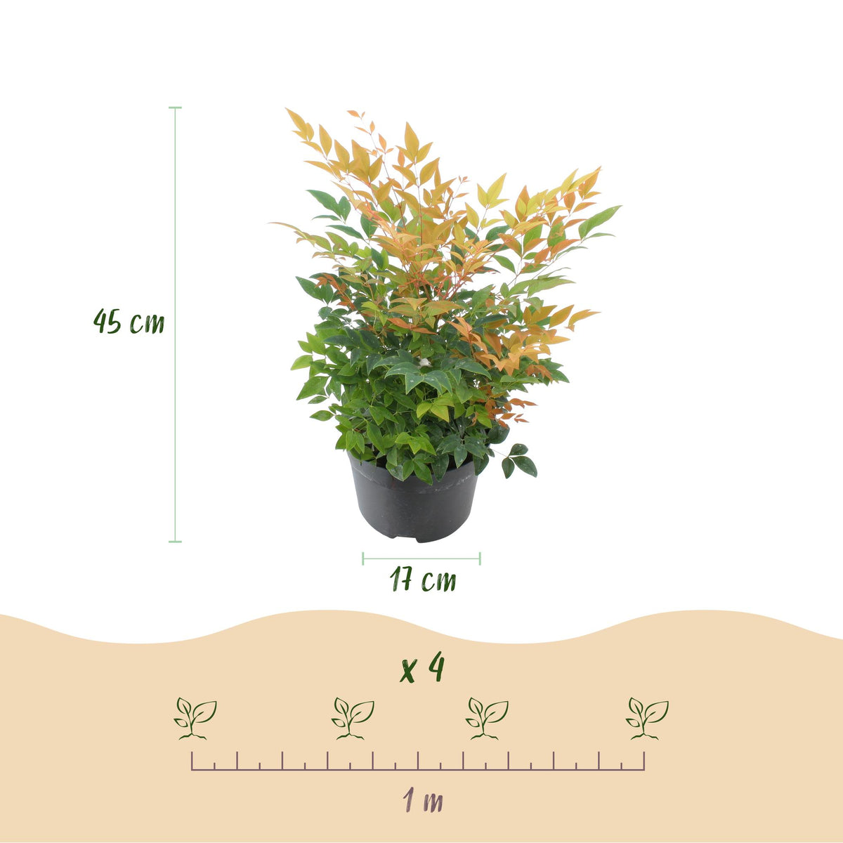 Nandina Gulfstream, groene bladeren