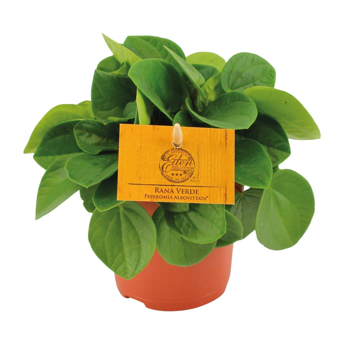 Productfoto van Peperomia Rana Verde