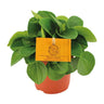 Peperomia Rana Verde