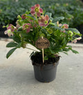Productfoto van Helleborus Viv Victoria