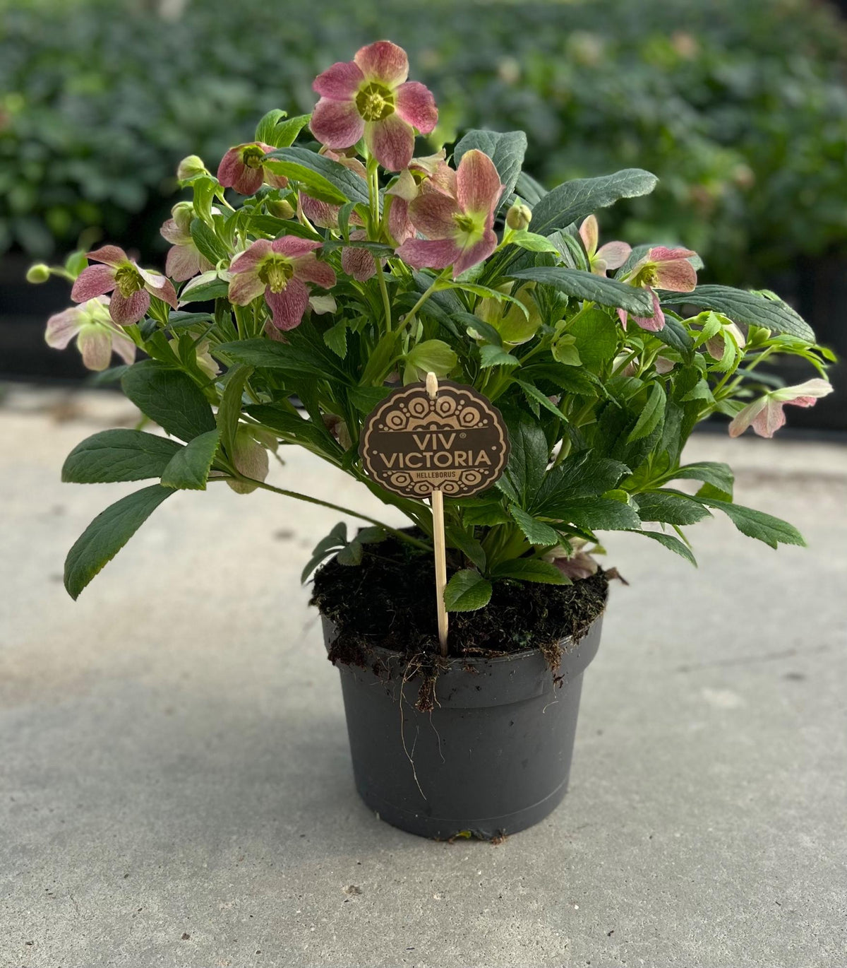Productfoto van Helleborus Viv Victoria