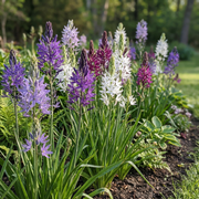 Camassia leichtlinii mix bloembollen, blauw en wit, foto 2