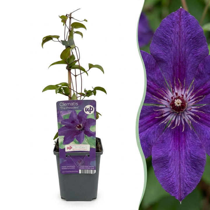 Clematis &