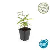 Hypericum inodorum &