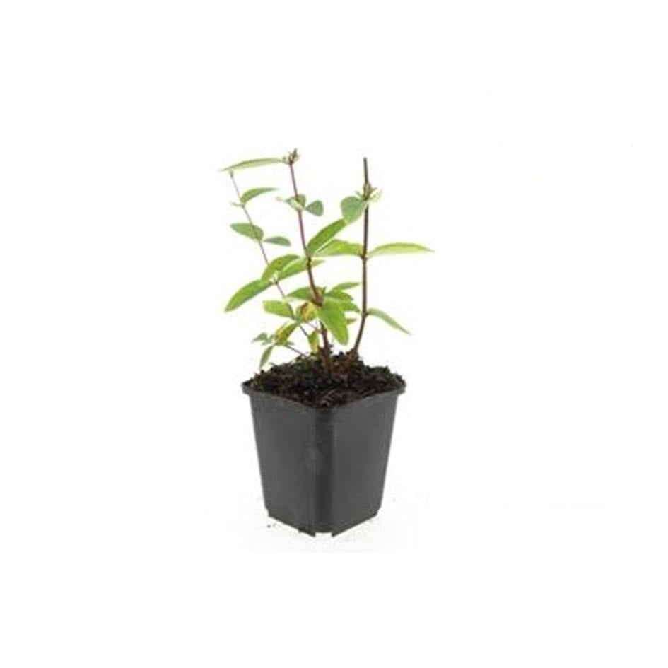 Hypericum inodorum 'Annebel', groene bladeren