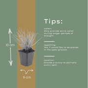 Sesleria autumnalis