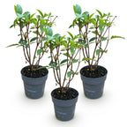 Pluimhortensia Living Pink & Rose, groeiwijze van de plant