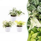 3x Epipremnum Tricolour