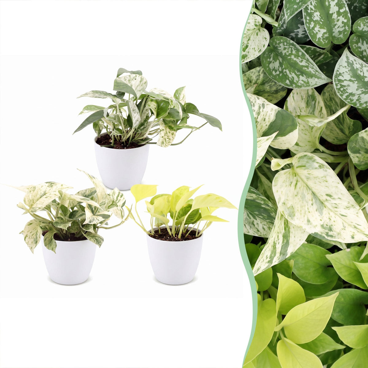 3x Epipremnum Tricolour