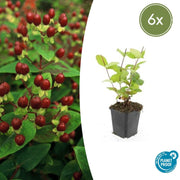 Hypericum inodorum &
