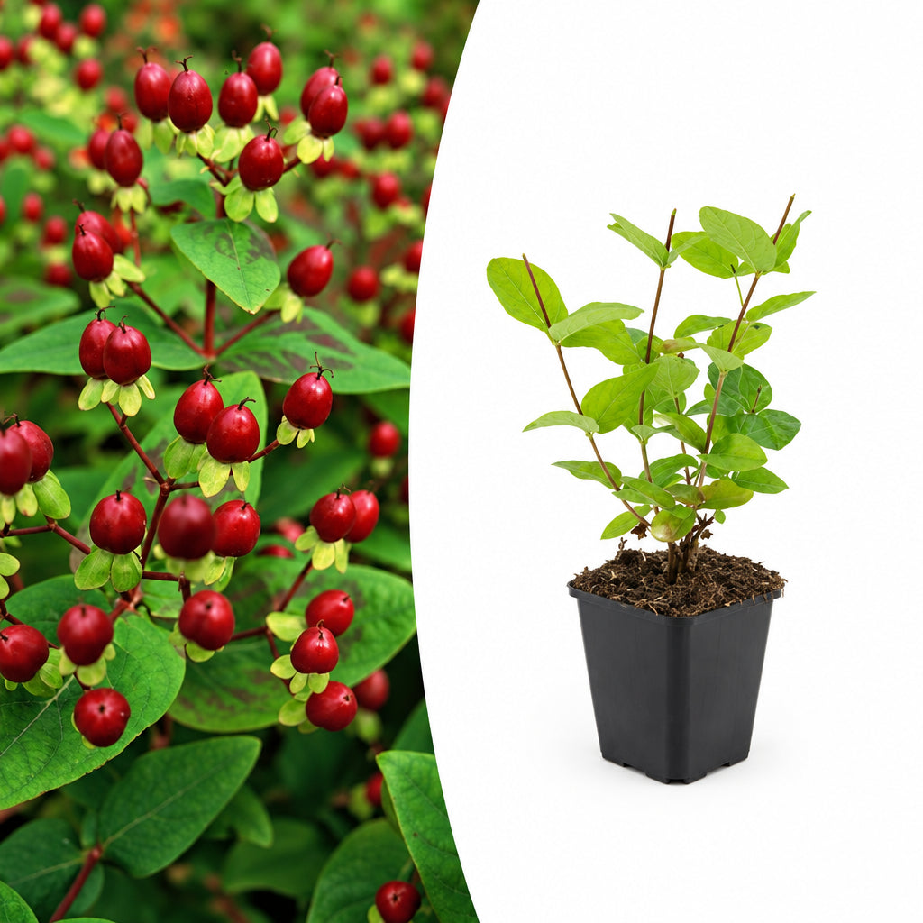 Hypericum inodorum 'Beauty', plant in pot