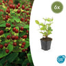 Hypericum inodorum 'Beauty'