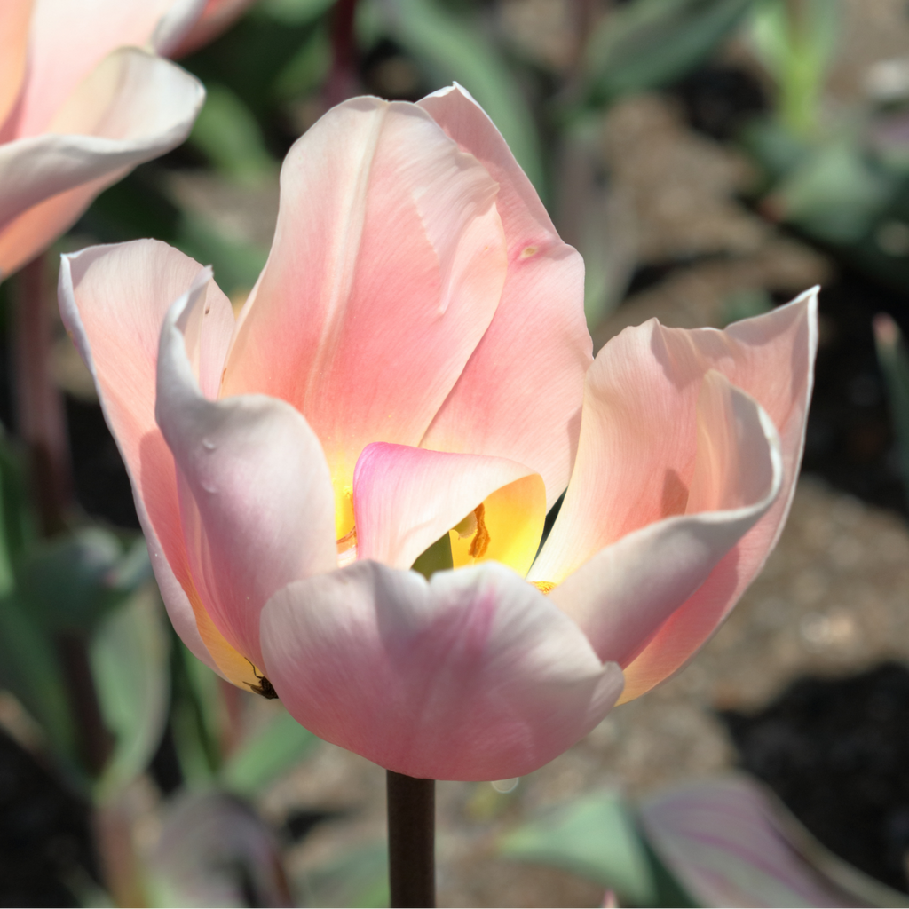 Tulpenbollen Apricot Delight, roze abrikoos tulp, 20 stuks, groene bladeren